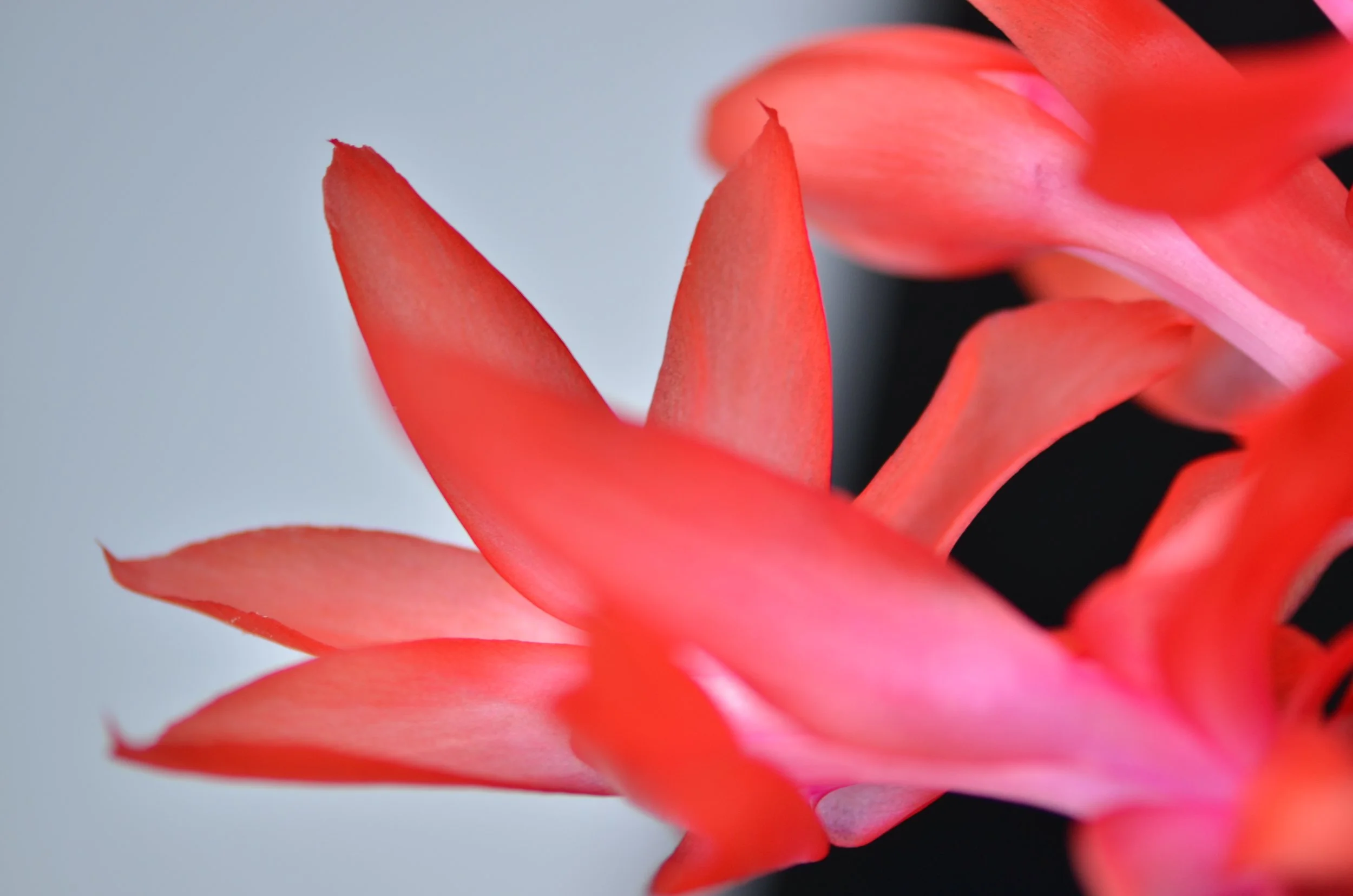 DSC_1397_NoHo_arthouse_flower_16.jpg