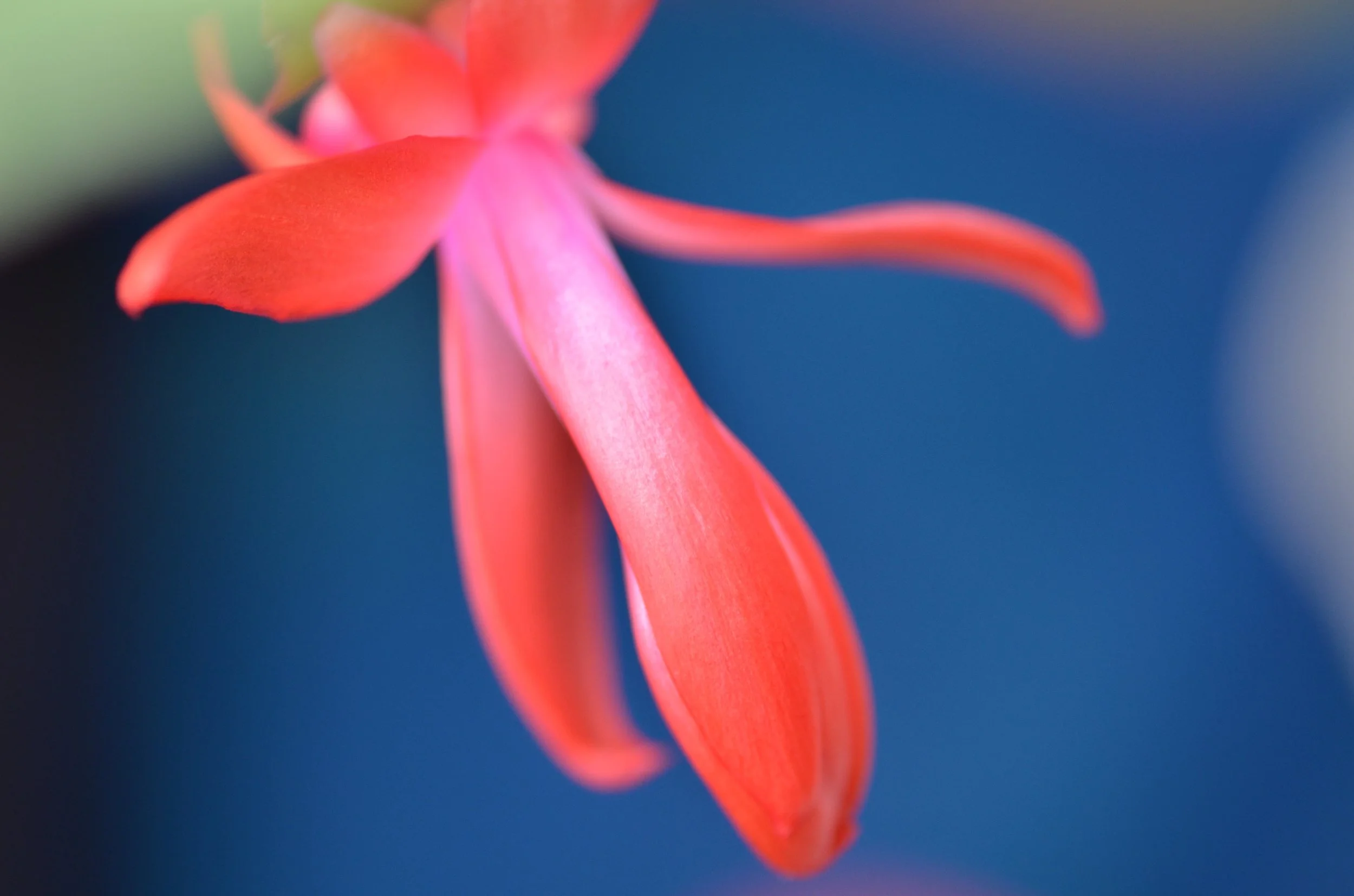 DSC_1399_NoHo_arthouse_flower_16.jpg