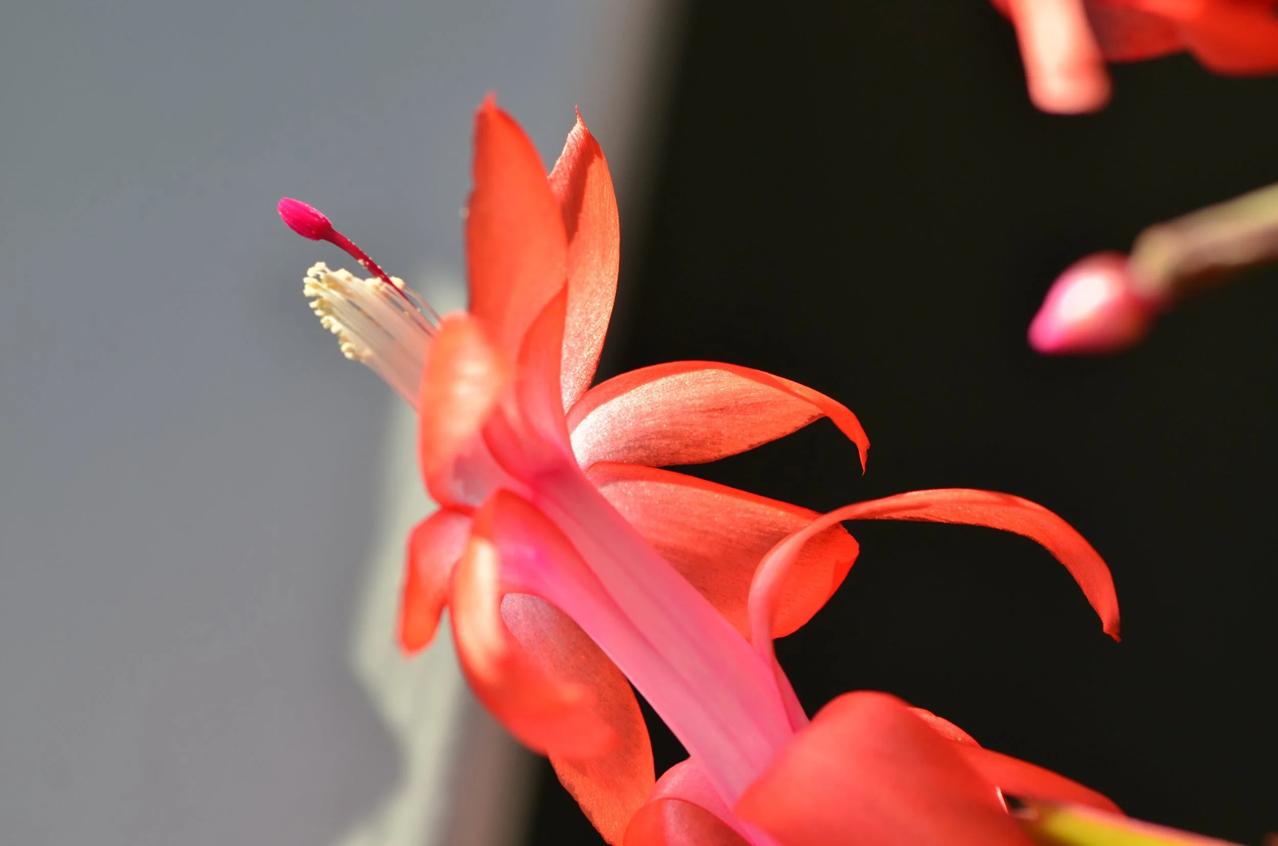 DSC_1413_NoHo_arthouse_flower_16.jpg