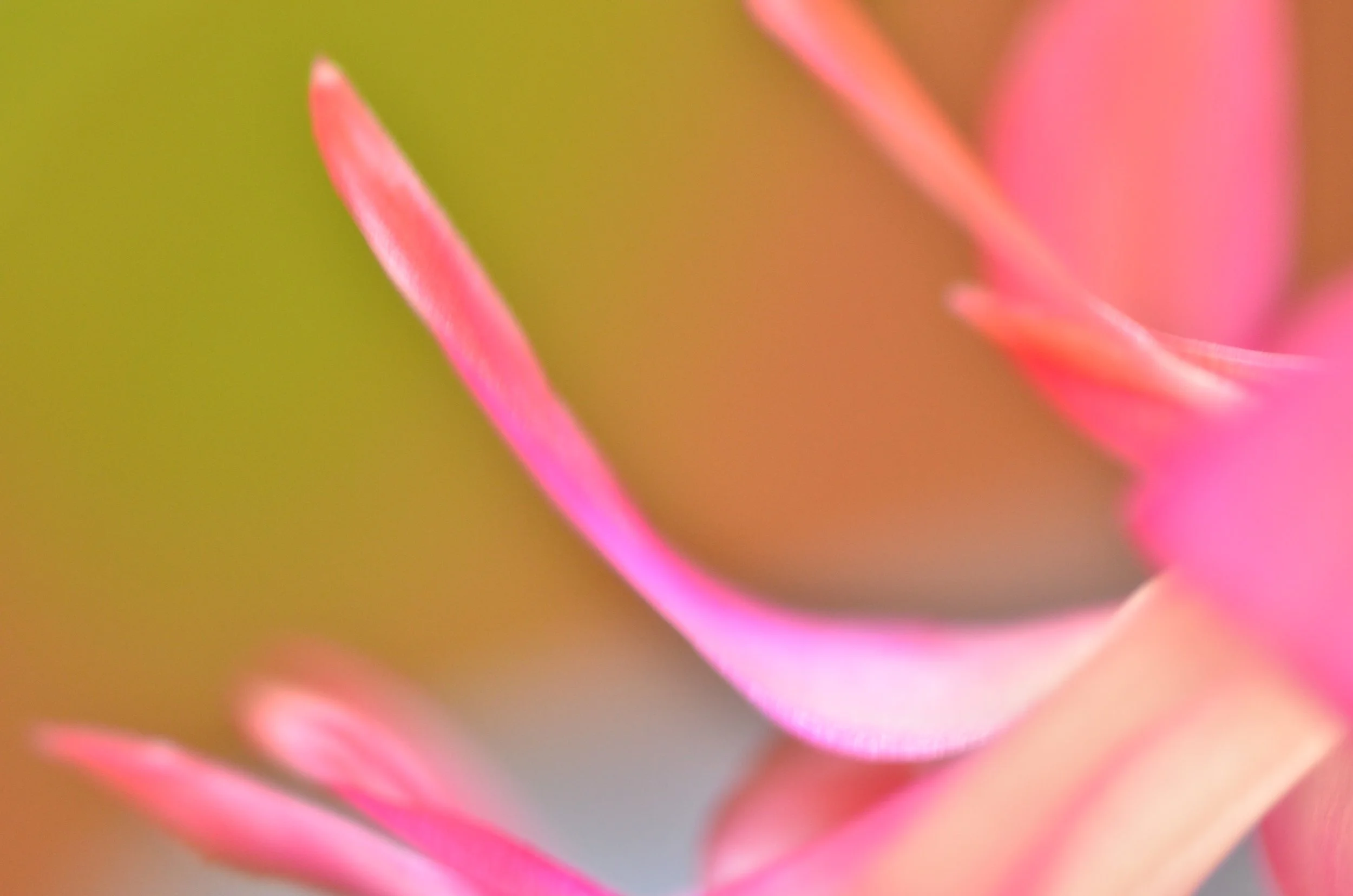 DSC_1417_NoHo_arthouse_flower_16.jpg
