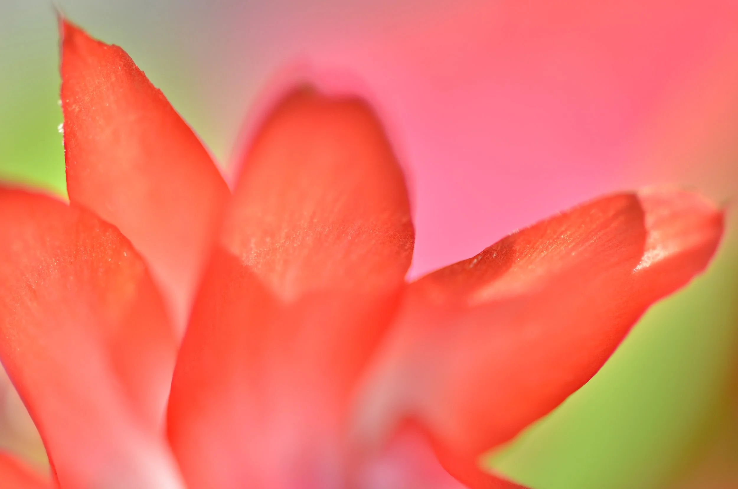 DSC_1421_NoHo_arthouse_flower_16.jpg