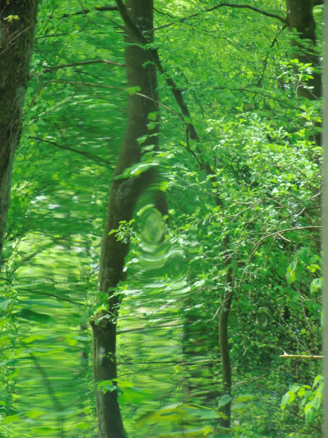 kn2017_05_Wald_Bad_KissiningCIMG0143.jpg