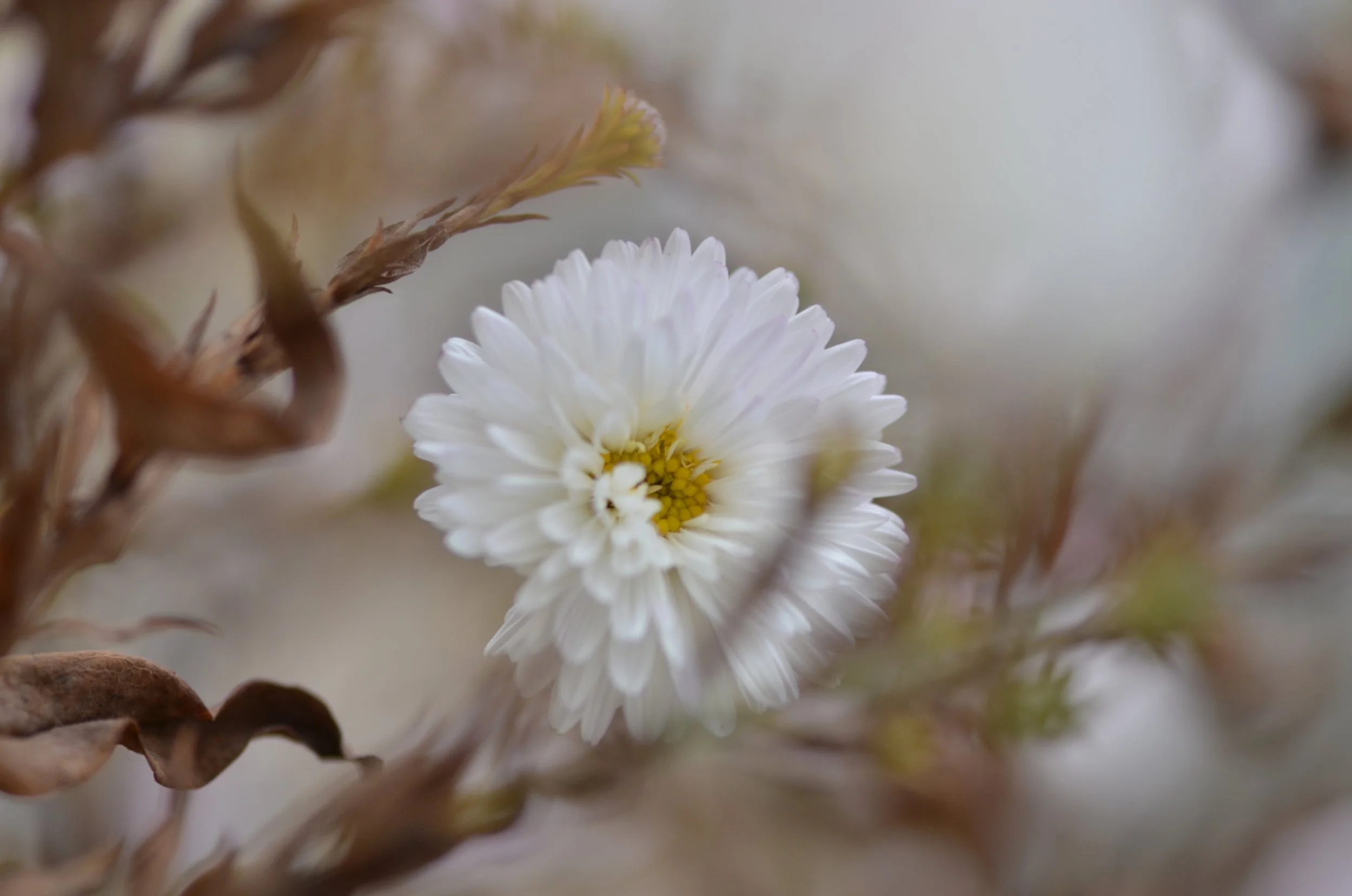 weiße Aster-DSC_4831.jpg