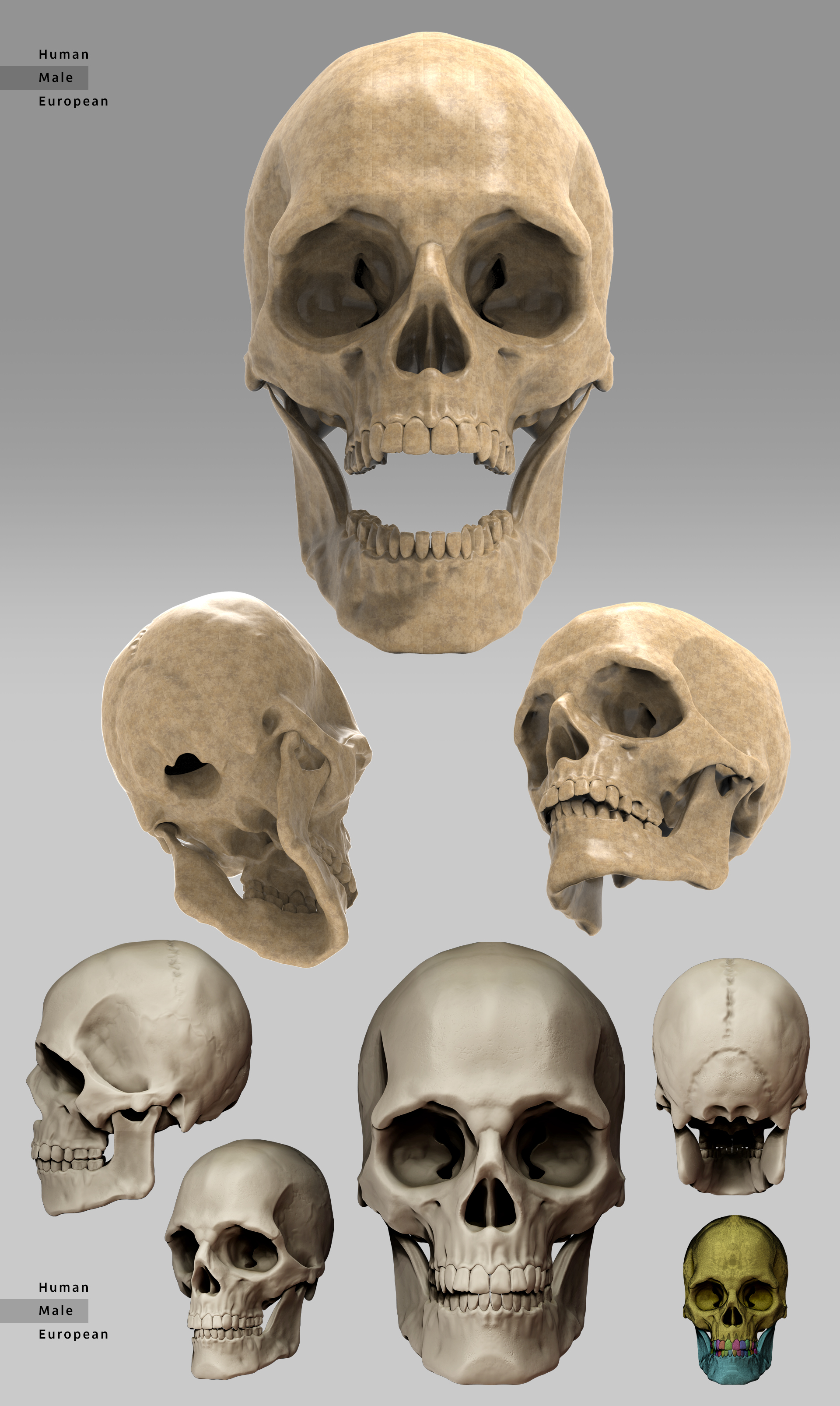 Geral Todas Skull.jpg