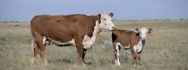 cow-and calf-in field-WIDE.jpg
