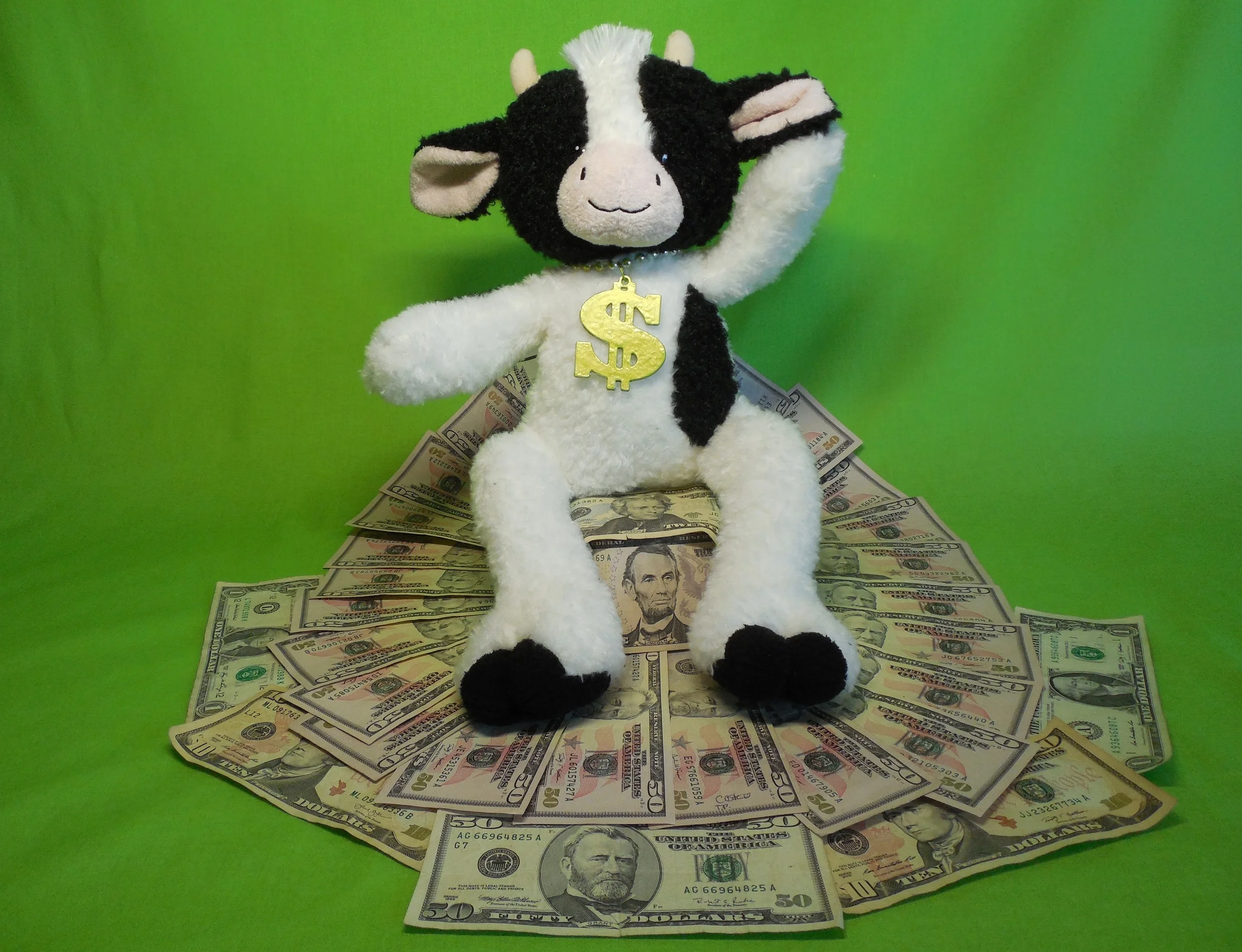 cow-MooMoo-on Pile of CASH n Green Background-1510.JPG