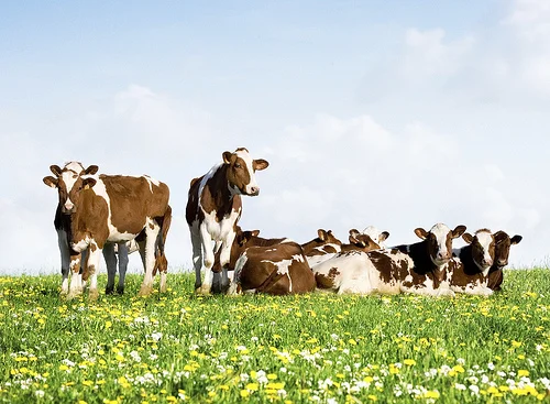 cow-group of cows in daisy field.jpg