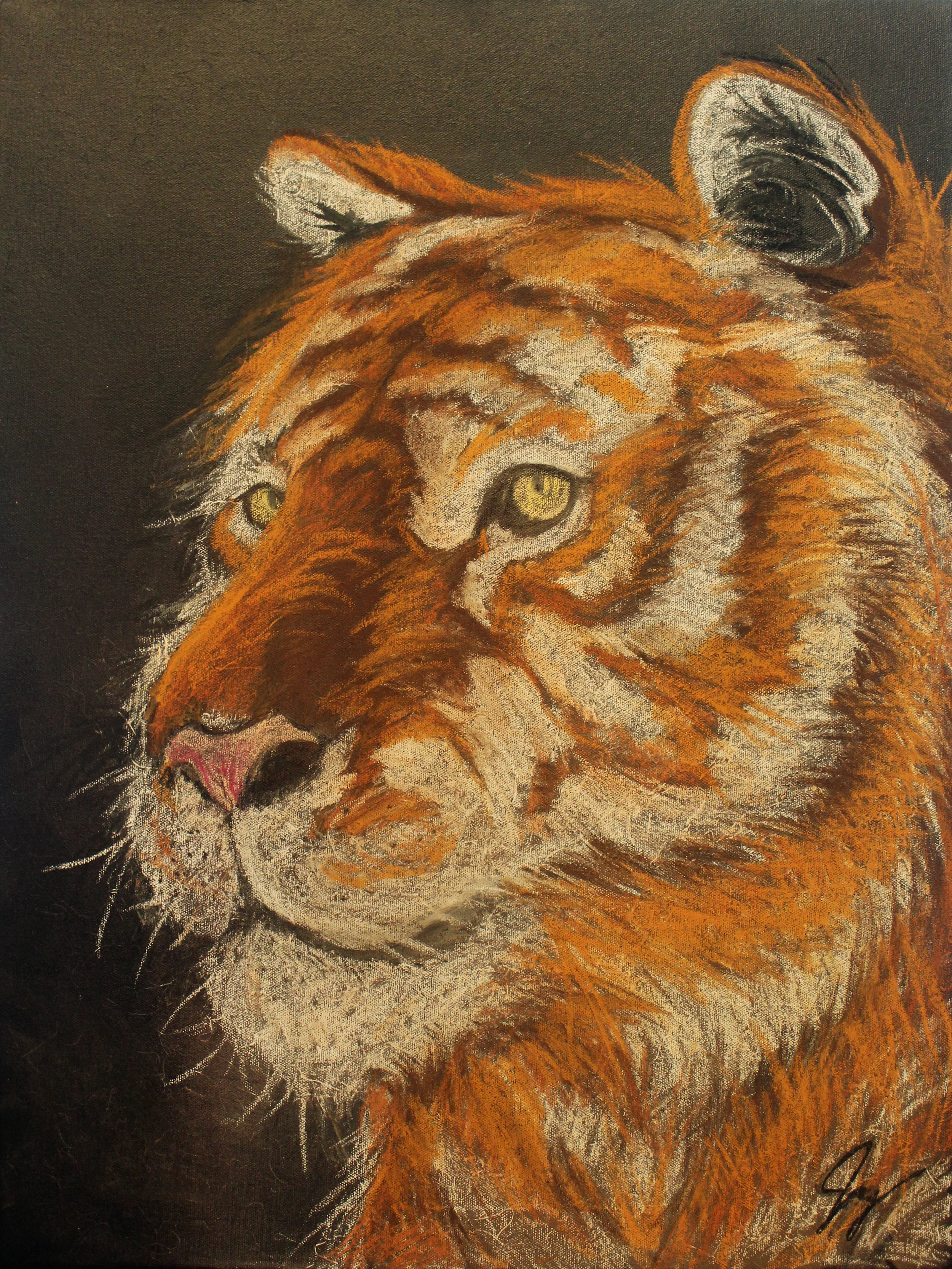 Tiger - 18 x 24