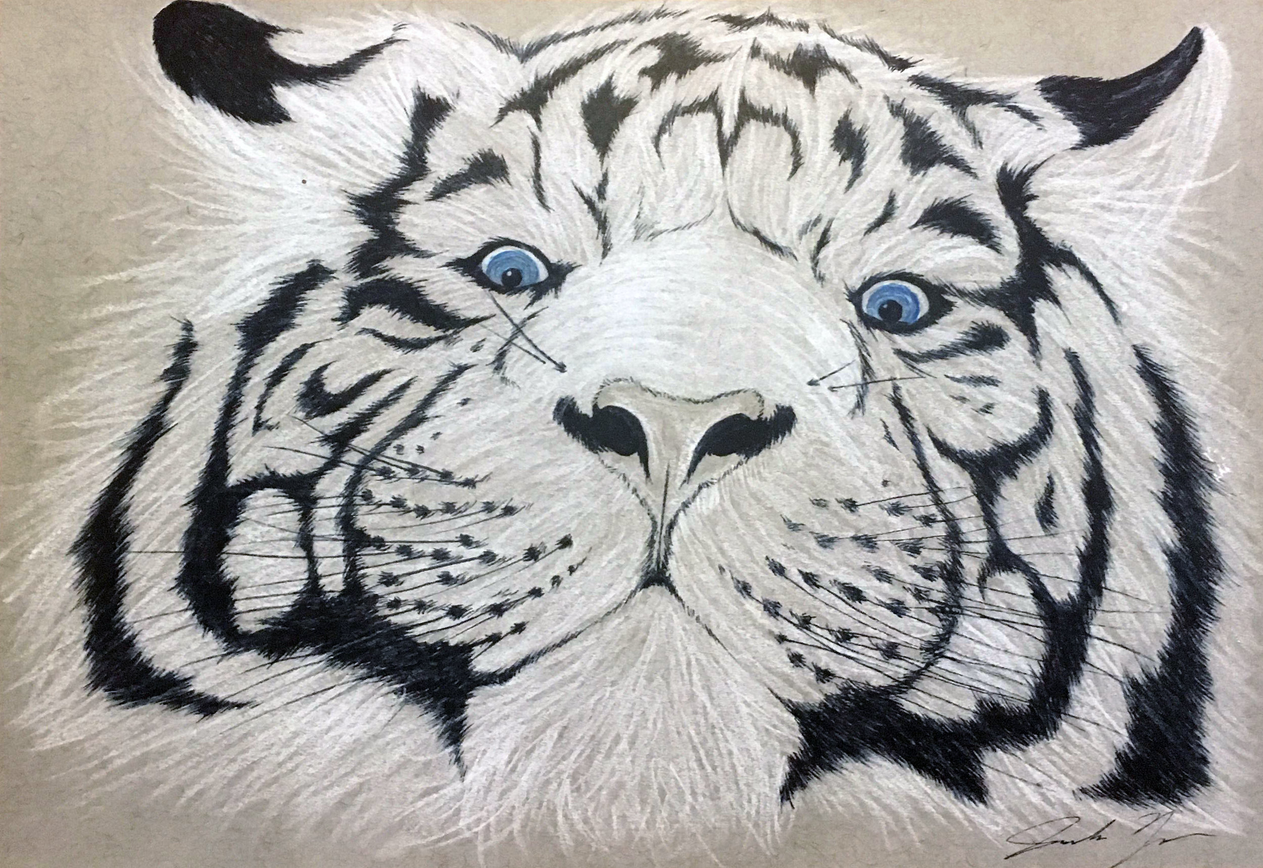White Tiger - 5 7/8 x 8 1/2