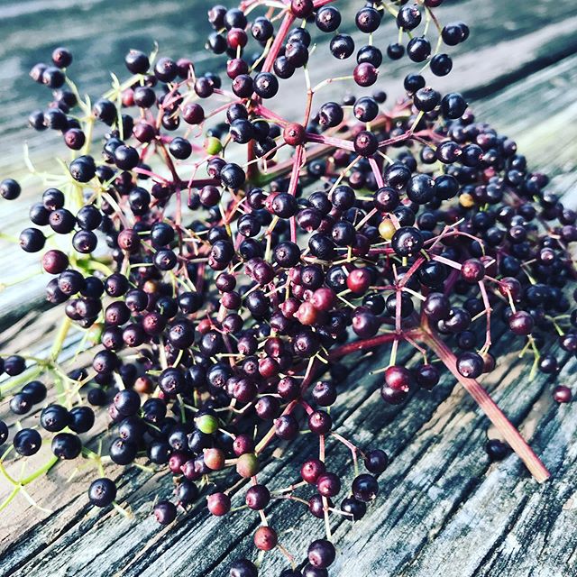First elderberry harvest! #elderberry #wildedibles #naturesmedicine #foraging #wildeats #getoutside #foragesafely #canihavesomeofyourpurpleberries