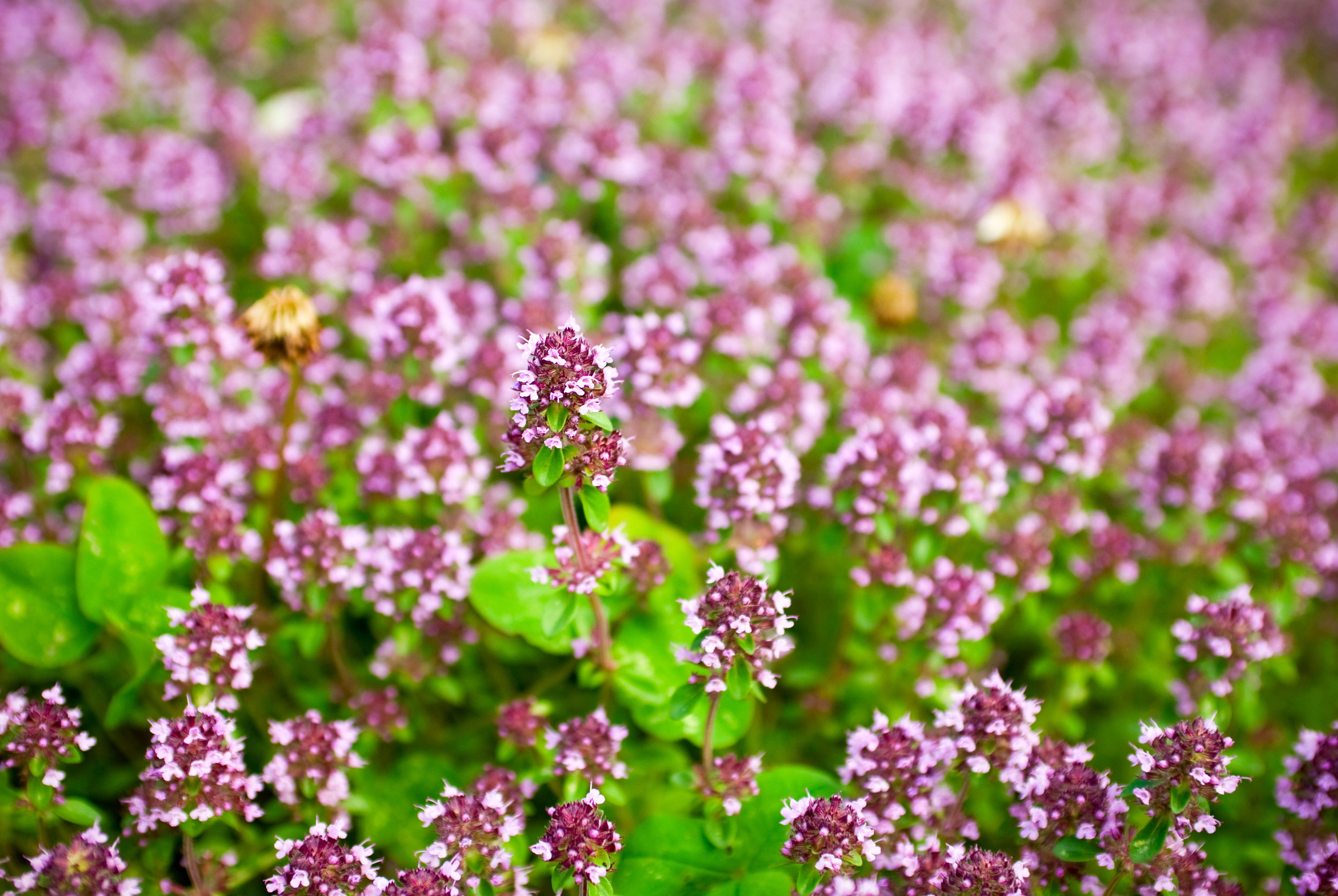 marjoram2.jpg