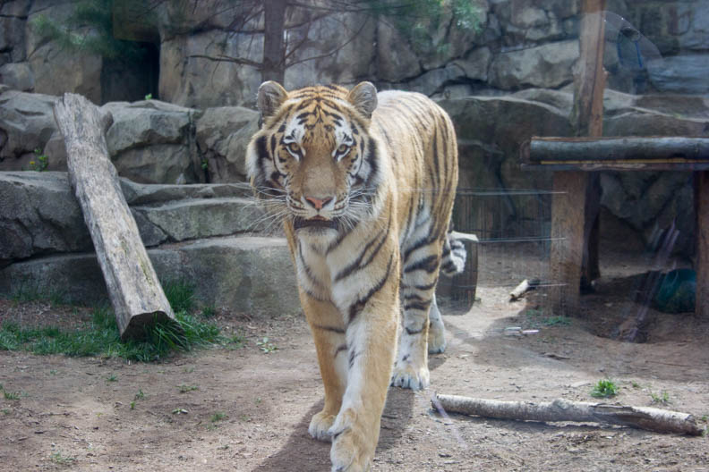 Castro_42216_Zoo_Web-9.jpg