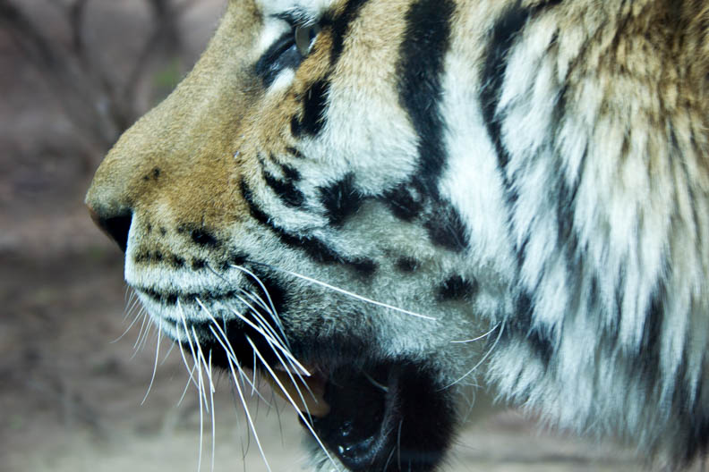 Castro_42216_Zoo_Web-8.jpg