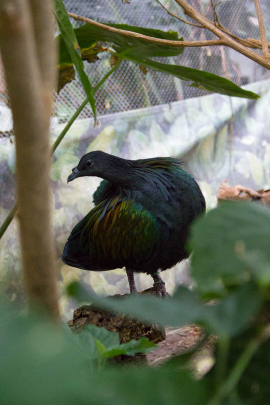 Castro_42216_Zoo_Web-7.jpg