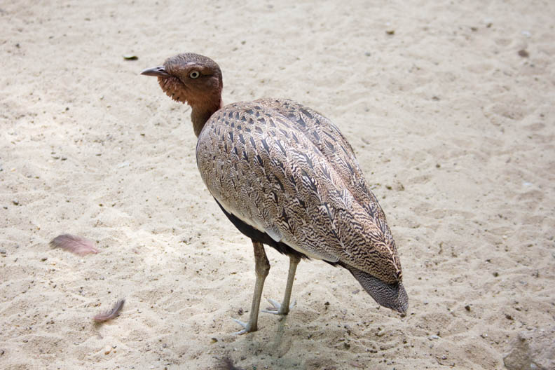 Castro_42216_Zoo_Web-6.jpg