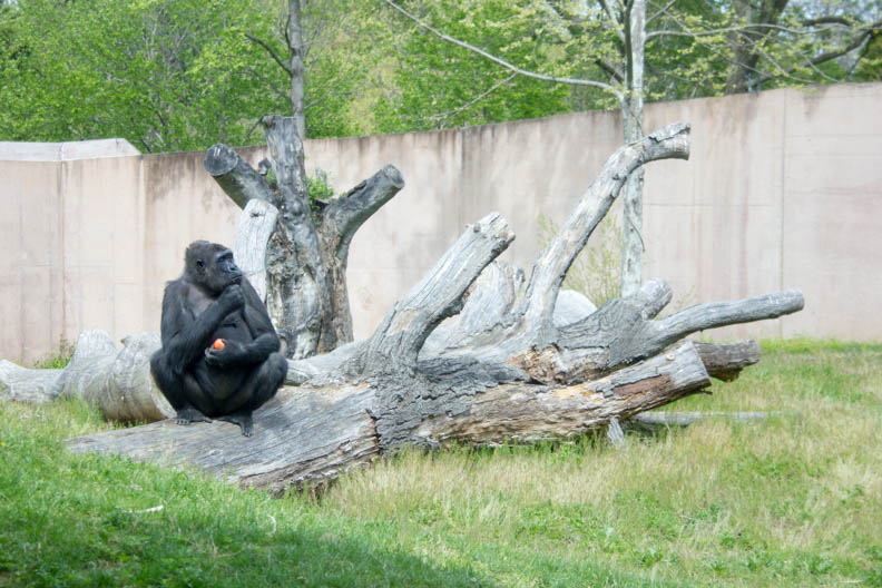 Castro_42216_Zoo_Web-4.jpg