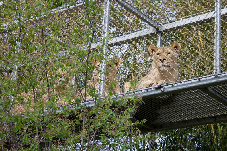 Castro_42216_Zoo_Web-10.jpg