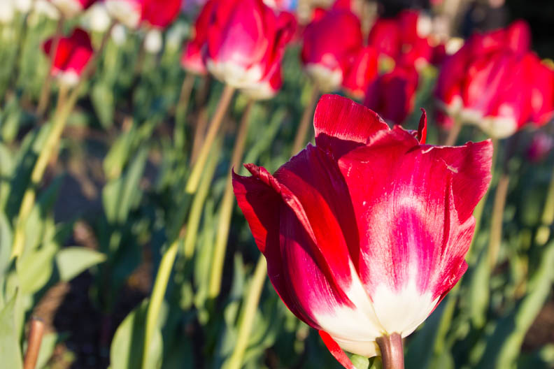 Castro_4816_Spring_Web-Tulips.jpg