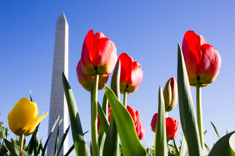 Castro_4816_Spring_Web-Flowers.jpg