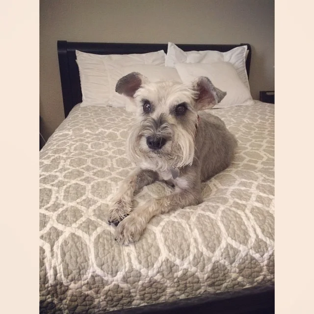 My girl ! Best dog a girl has ever known
