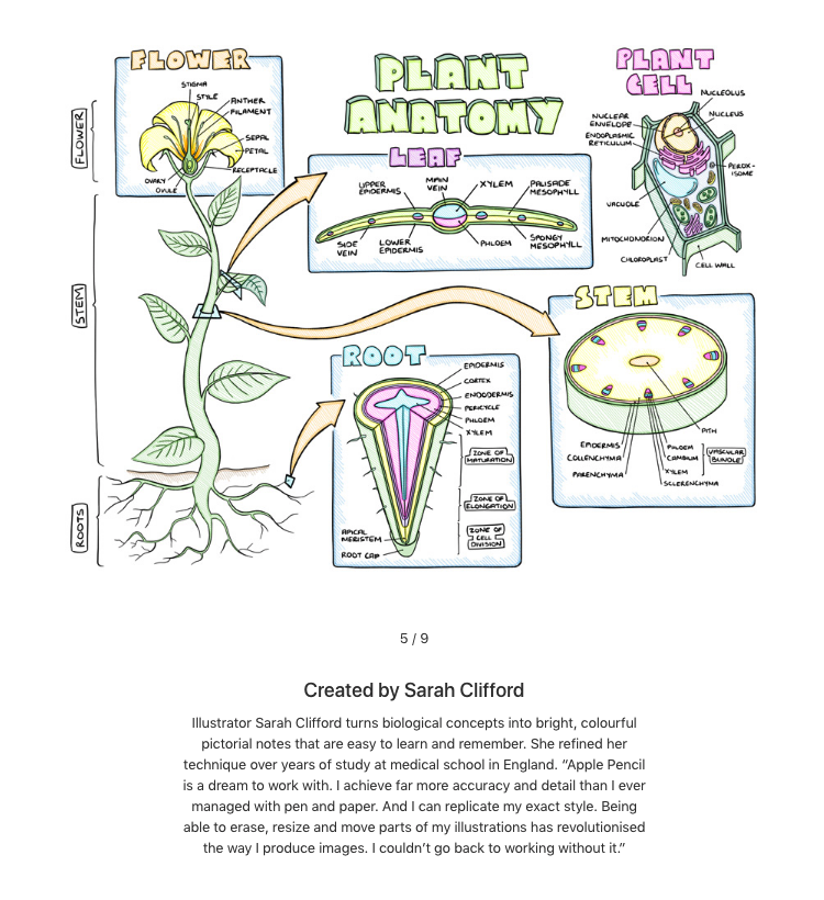 Sarah Clifford has a very classic sketchnote style, with a fascinating focus on scientific and biological subject matter. her work reminds me of old fashioned field guide drawings. 
