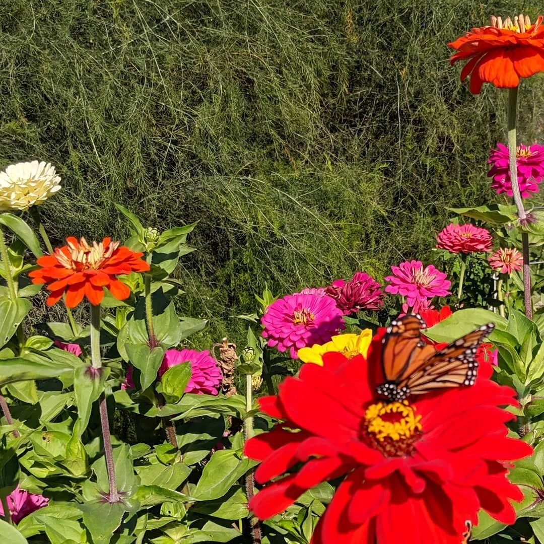 A beautiful fall day in #Maine at the @audubonsociety in #Falmouth.