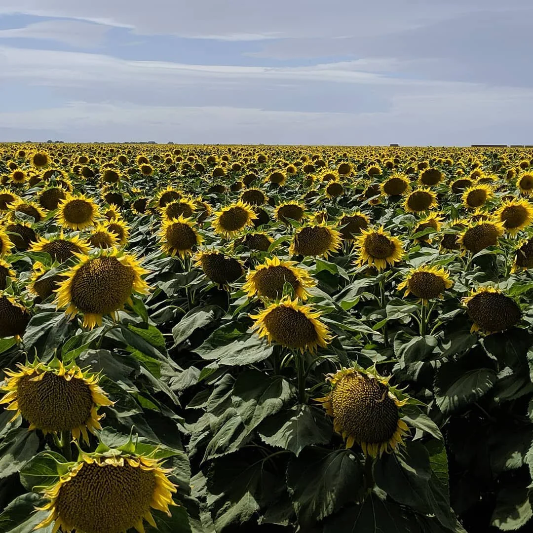 Sunflowers as far as the eye can see. I suspect they will be in full bloom in about a week.
