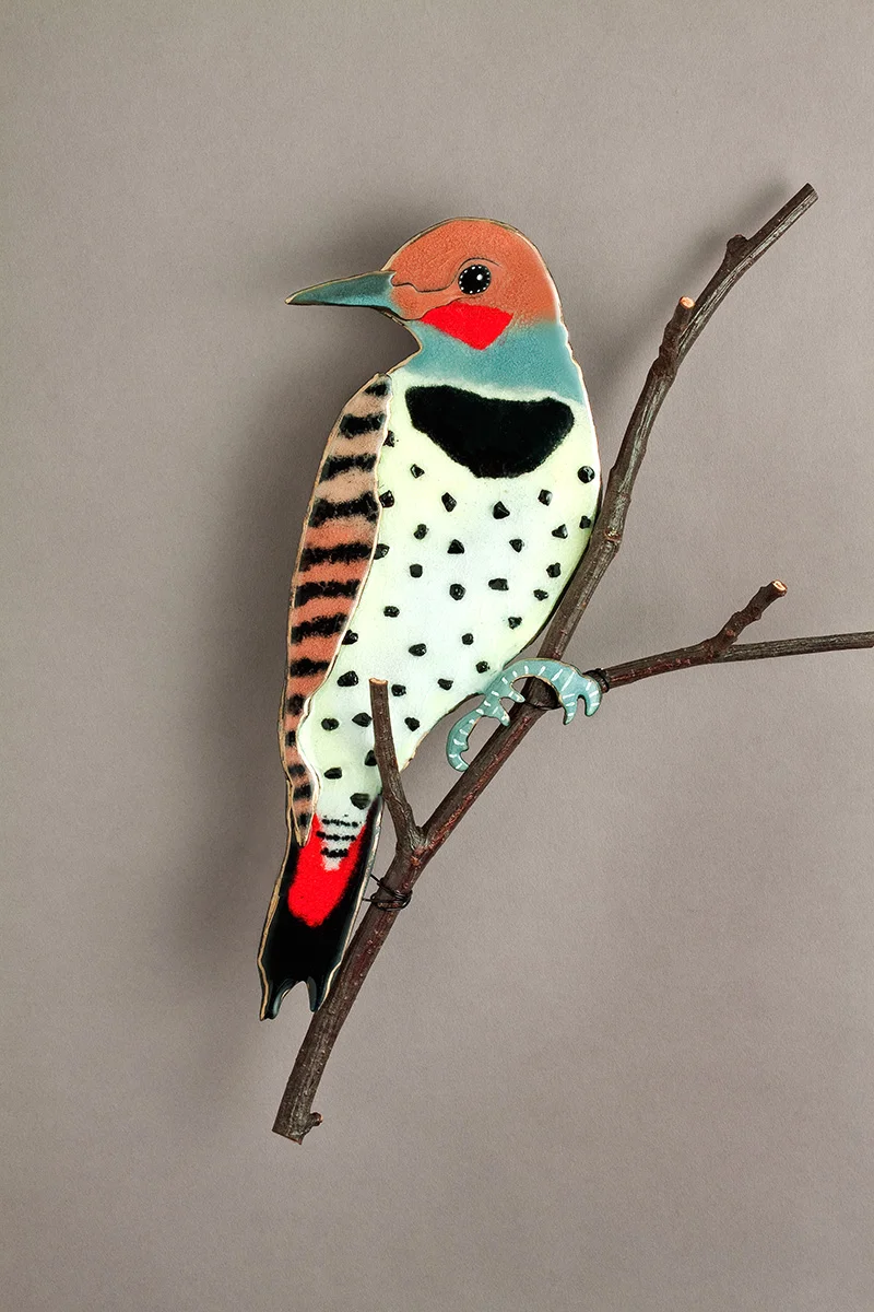 Northern Flicker