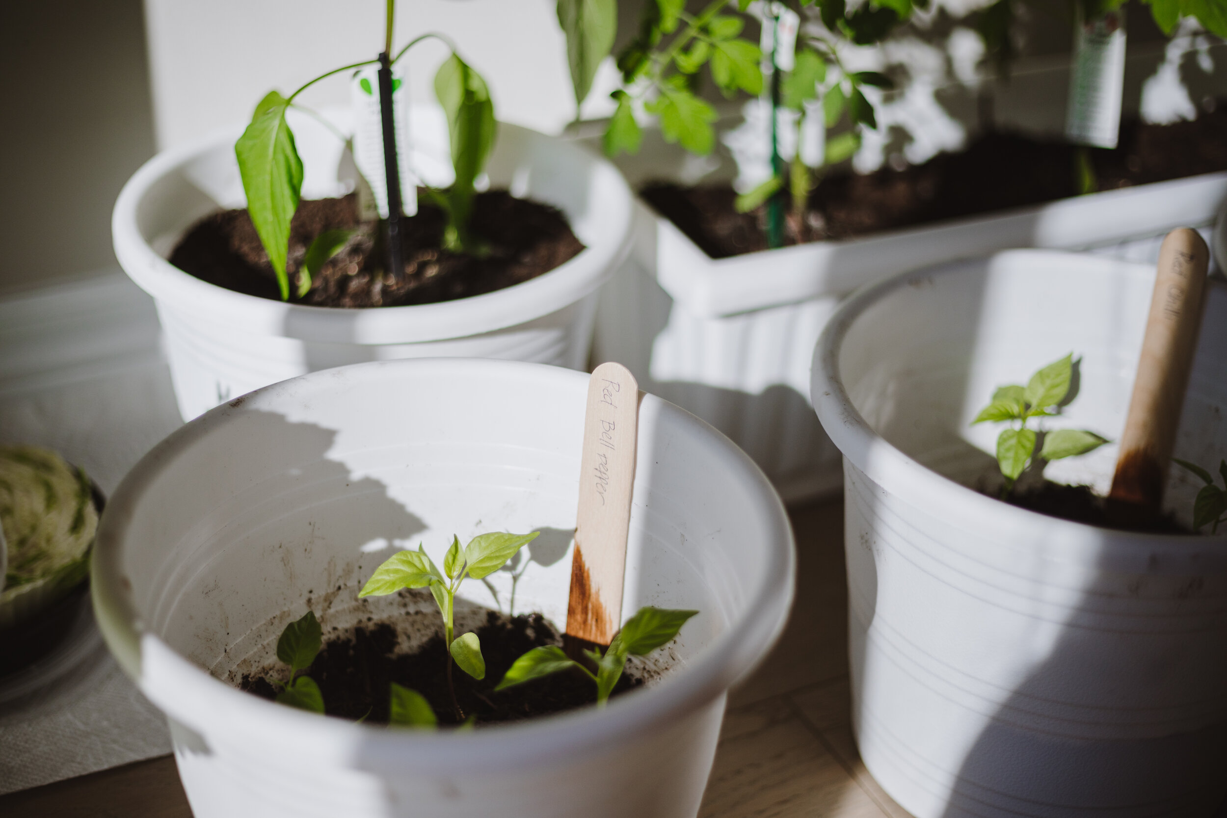 plant shelf-7.jpg