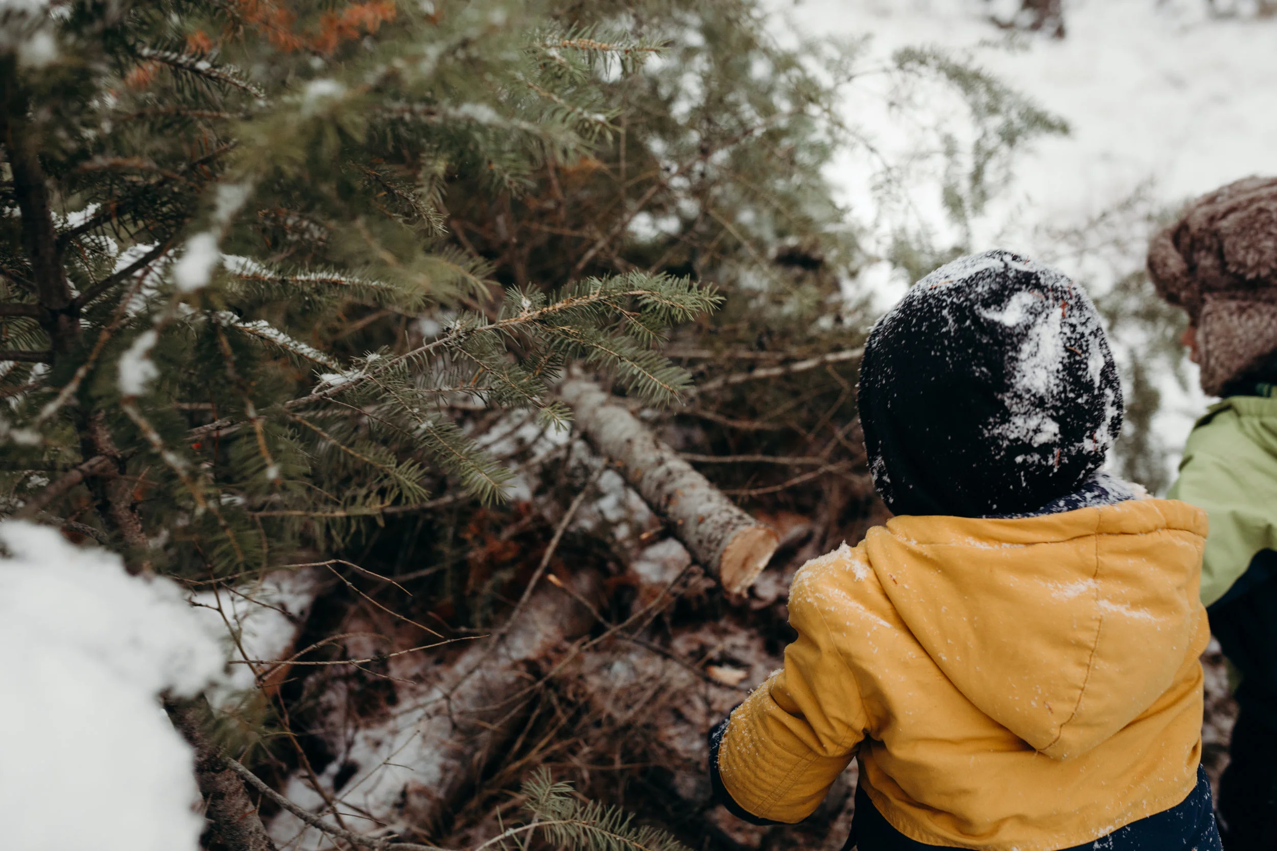 A Family Adventure to Chop Our Own Christmas Tree