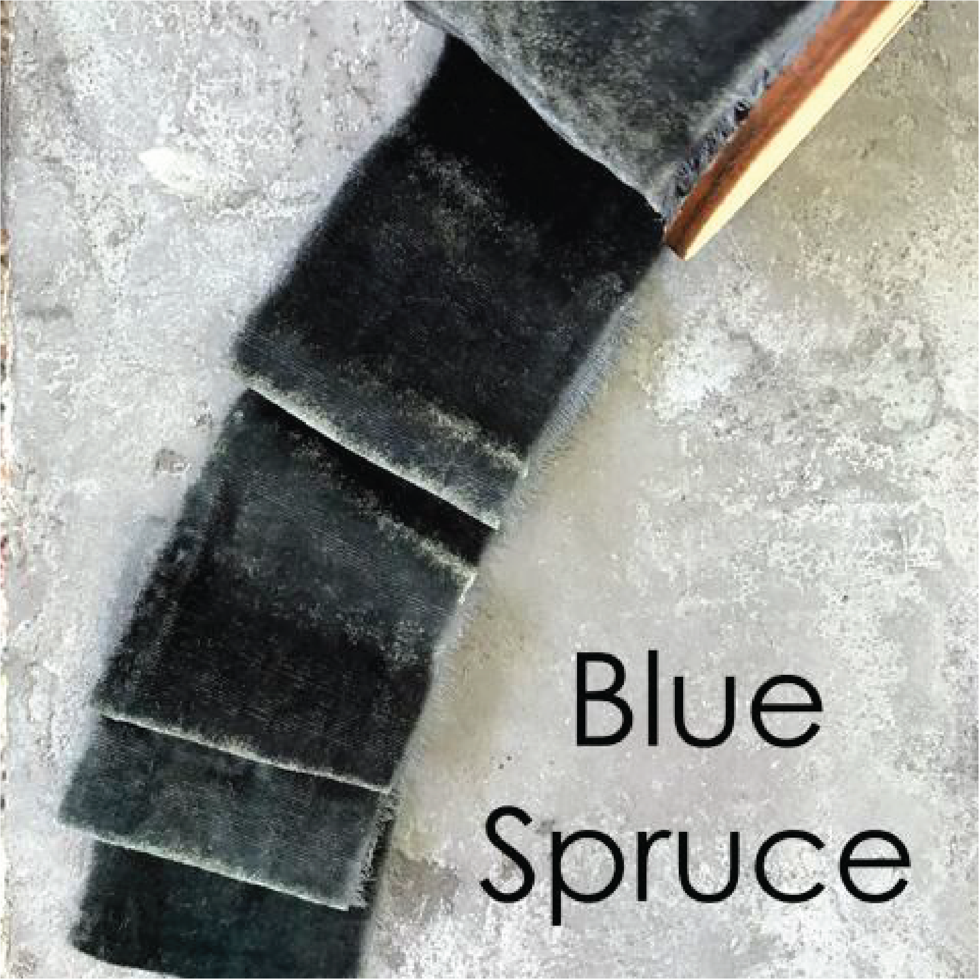 Blue Spruce-01.png