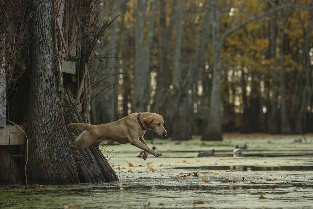 LaCrosse_FloodedTimber_0018.jpg