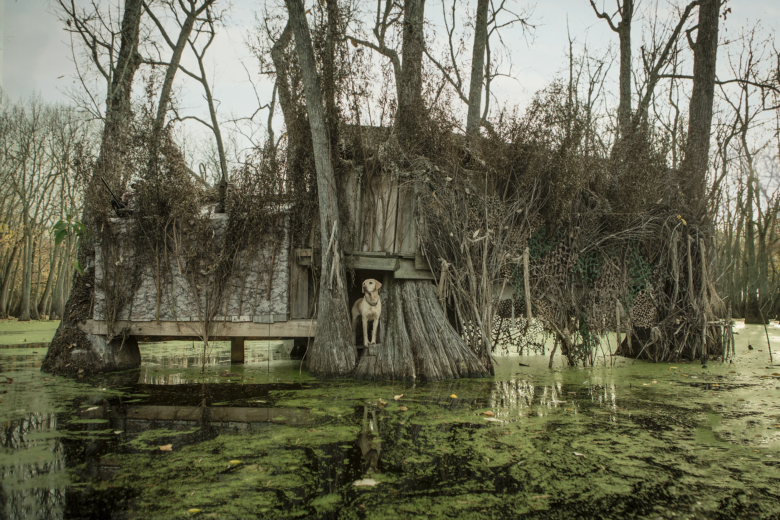 LaCrosse_FloodedTimber_0001.jpg