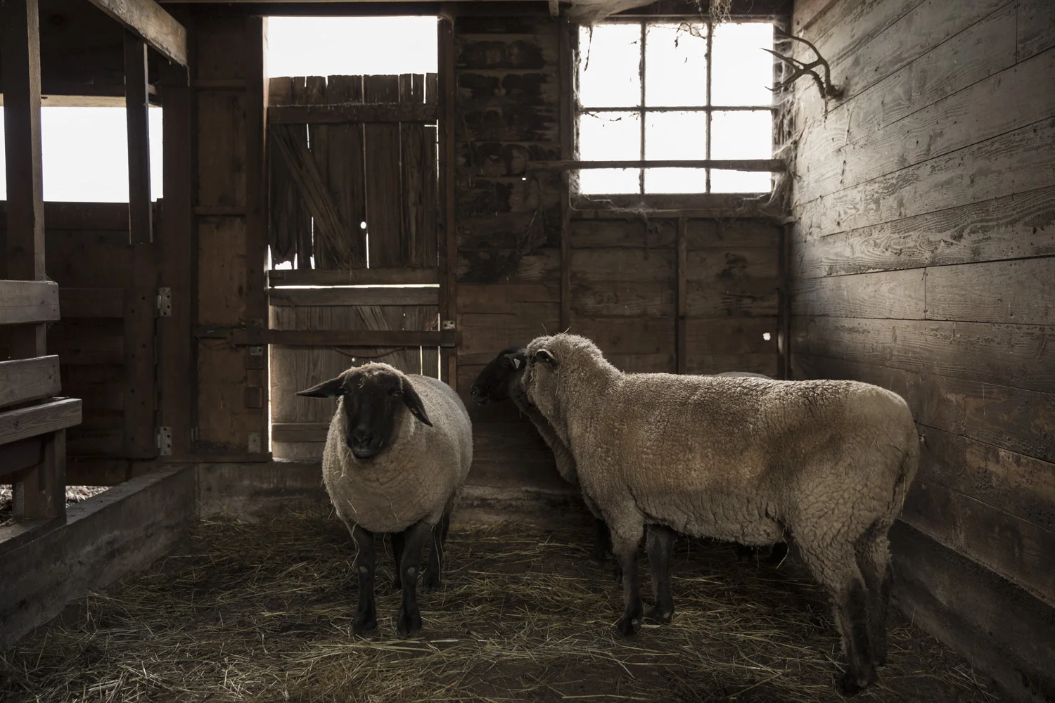 Danner_FurrowFarms_0021.jpg