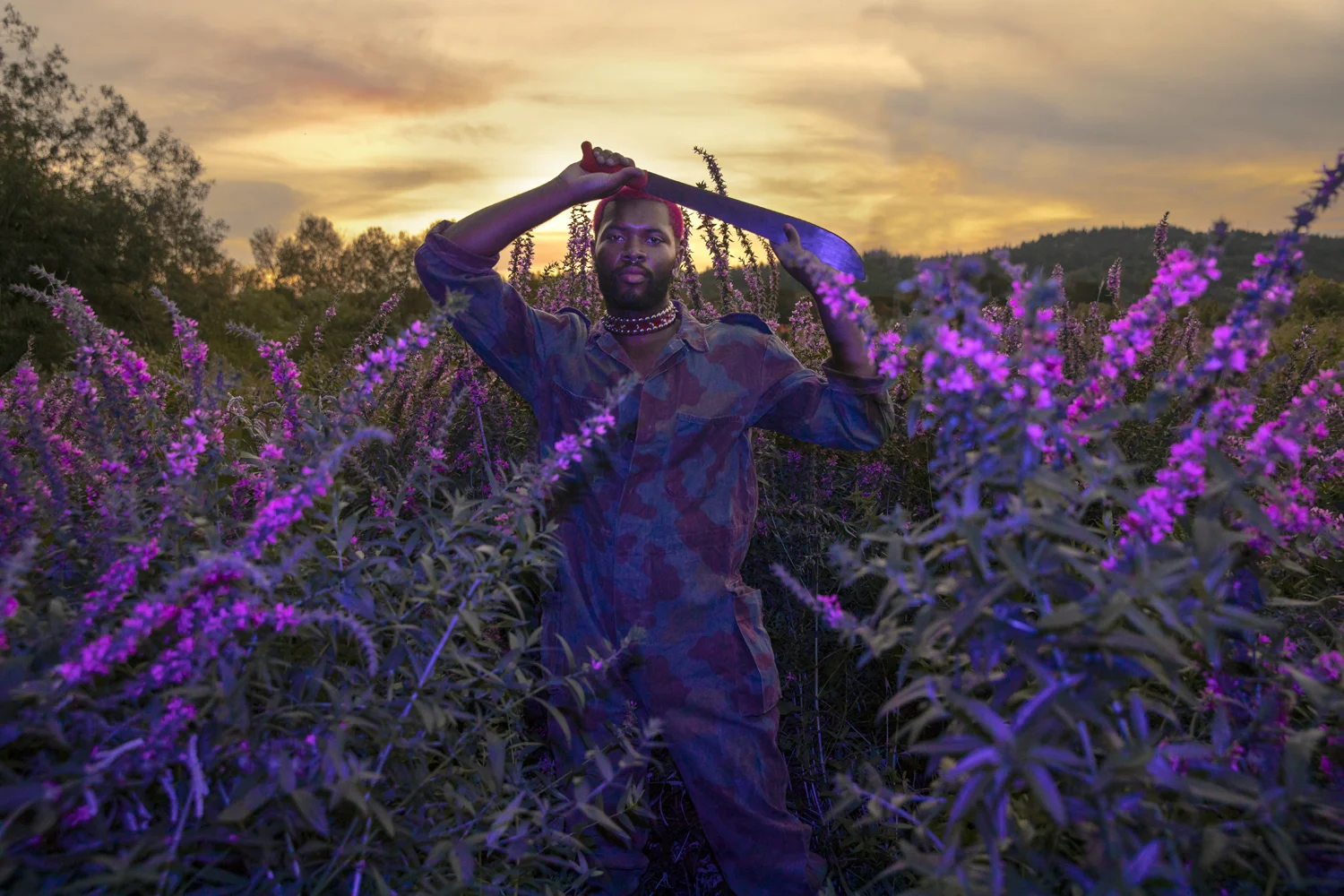 PUP_LooseStrife_001.jpg