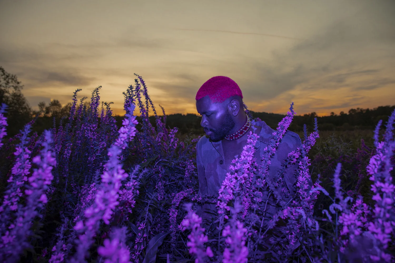 PUP_LooseStrife_004.jpg