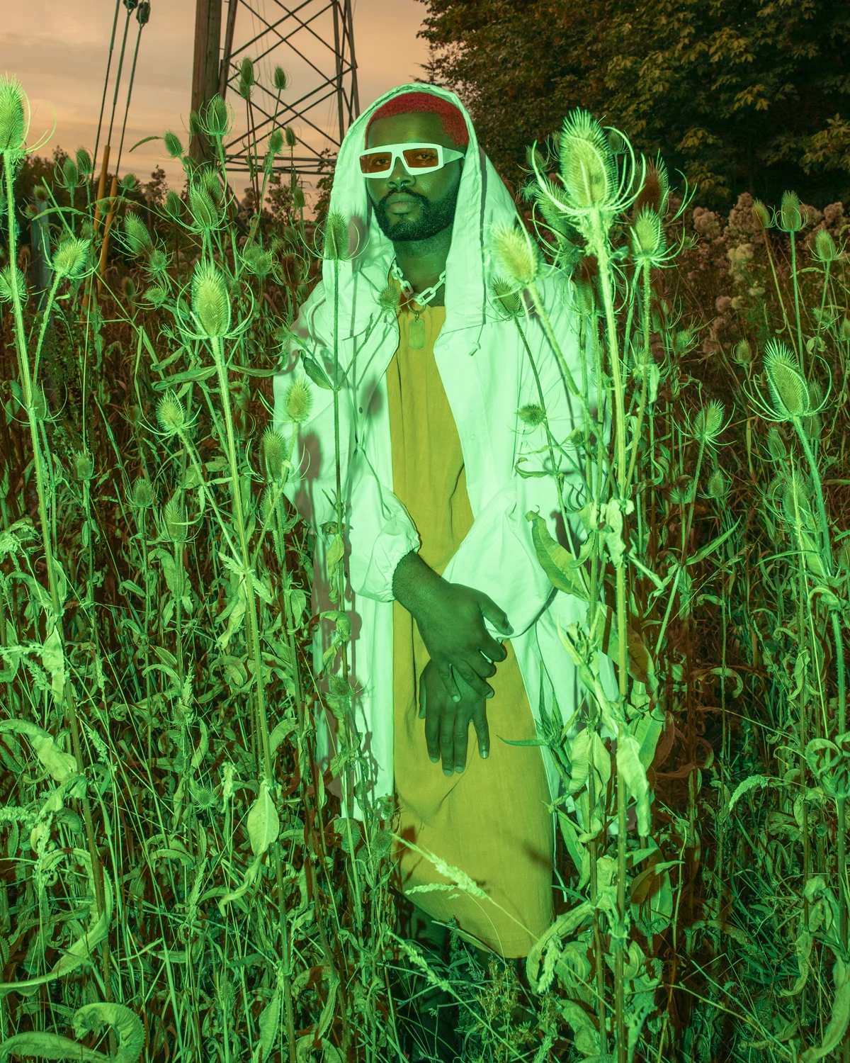 PUP_LooseStrife_012.jpg