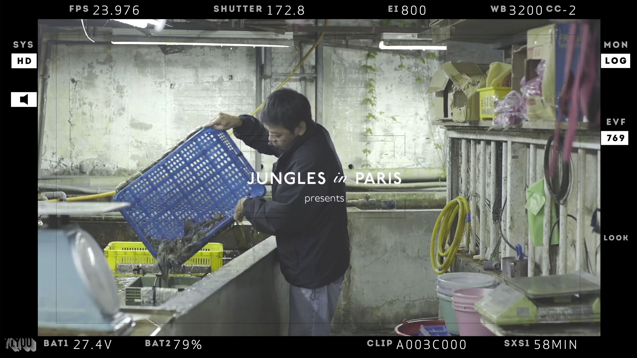 Still from Production. Owner releases fresh delivered shrimp to the staging ponds in the back of the house. 