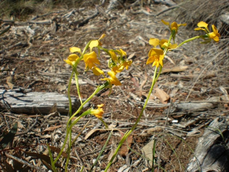Buttercup Doubletail orchid