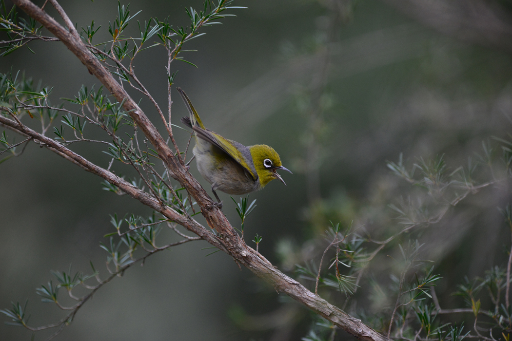 Silvereye