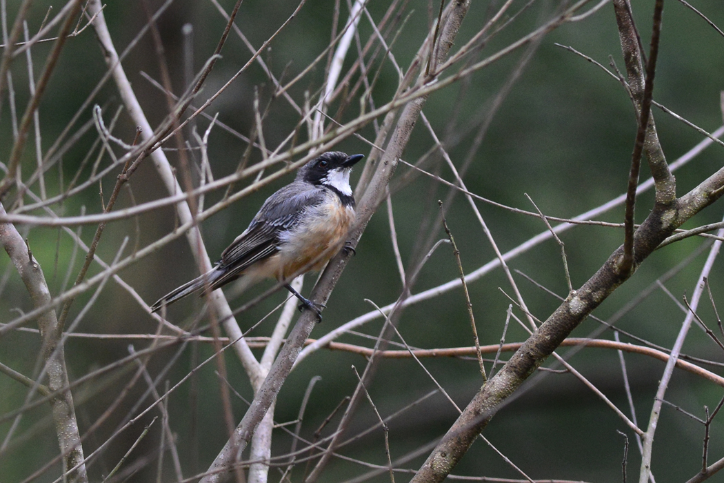 Male Rufous Whistler