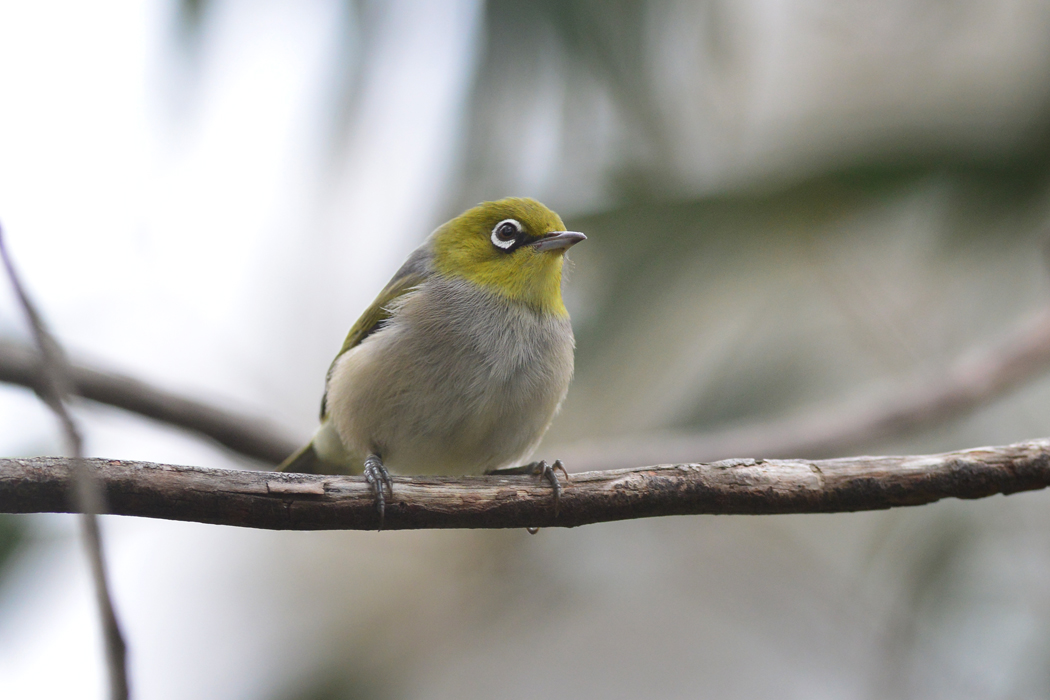 Silvereye