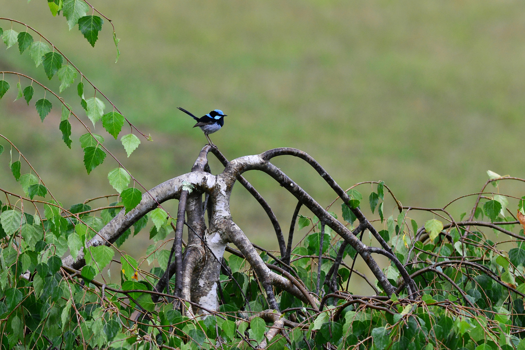 Superb Fairy-wren