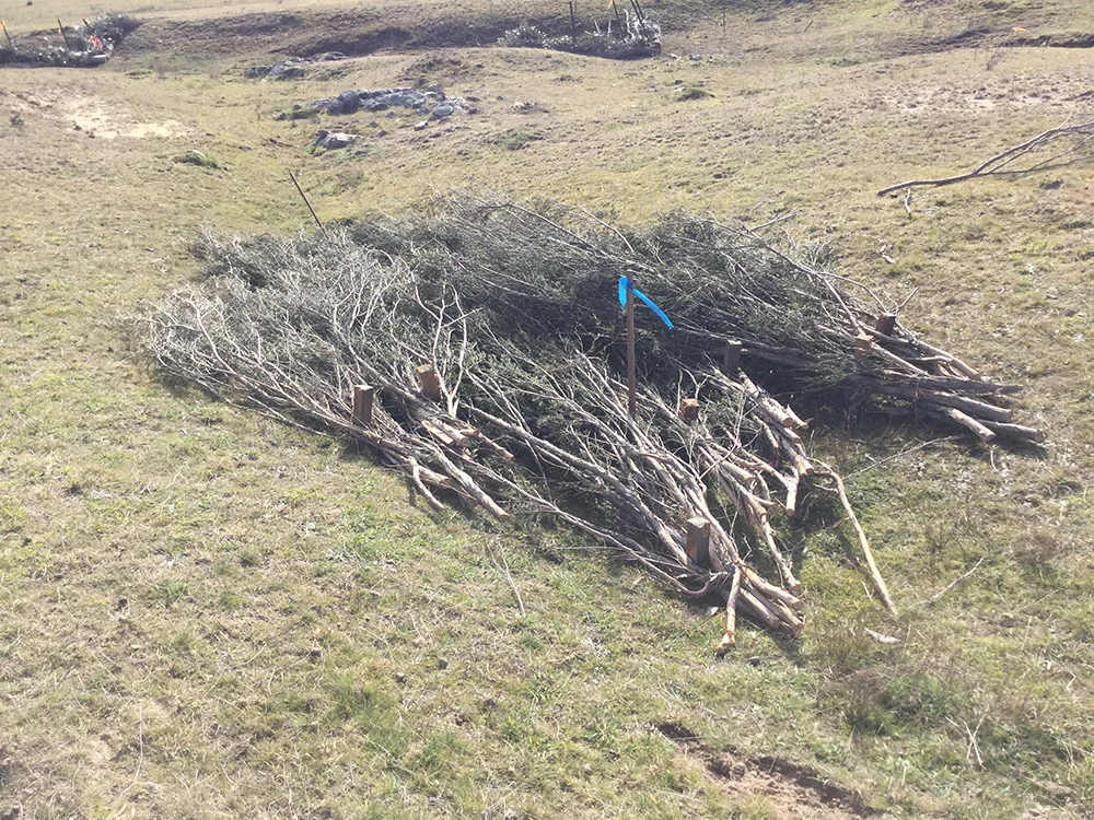 Brush mattressing - In this case, placement was determined by the presence of a steeper channel section with bare soil and minor rills present, which threatened to form into a more significant headcut.