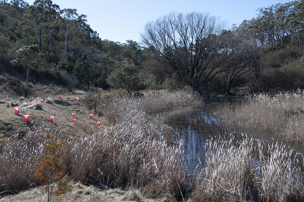 Peter's Pond is still holding water and hydrating the surrounding landscape, with a trickle continuing downstream.