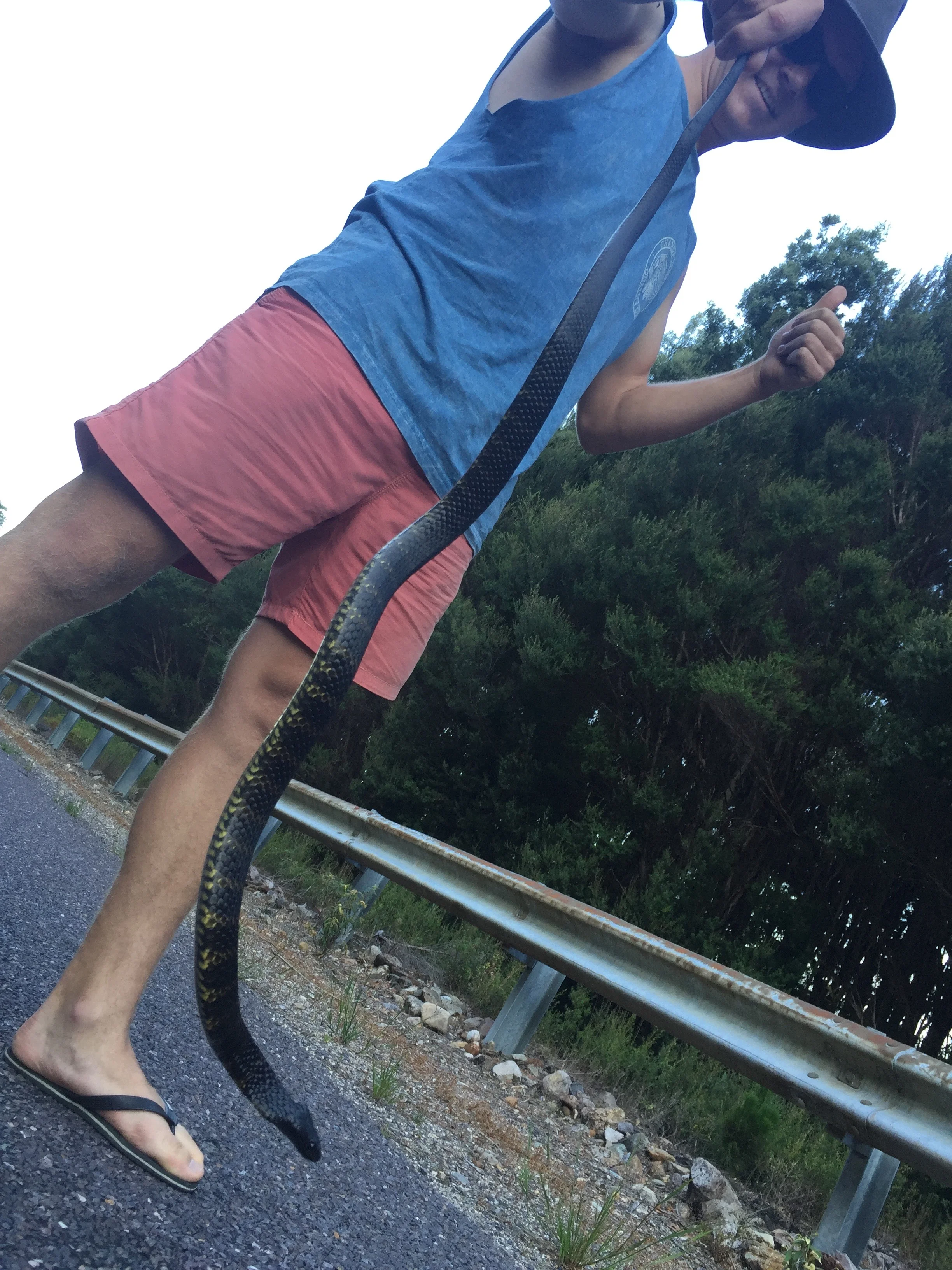 Telescopus Semiannulatus. (Tiger Snake)