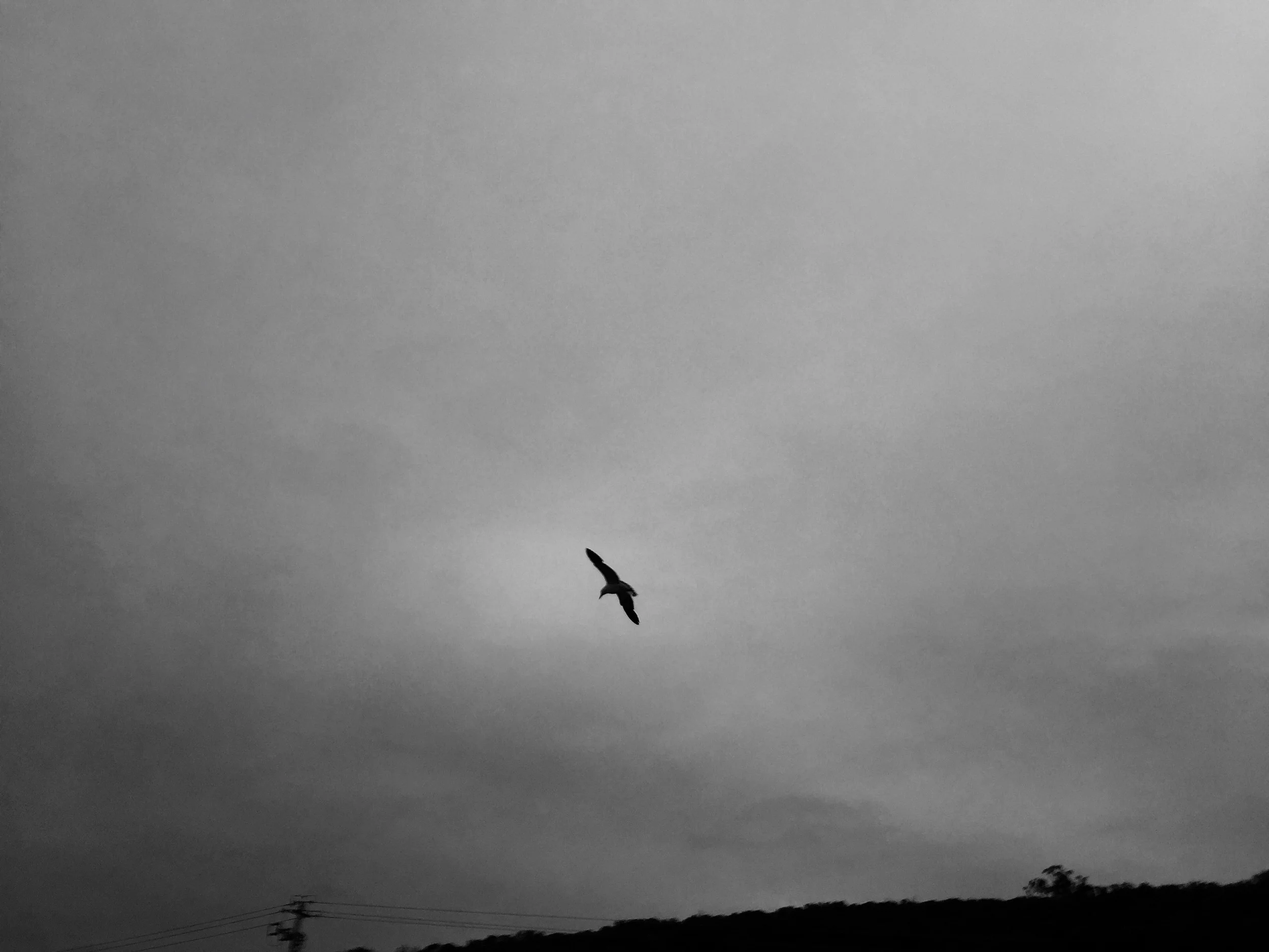 Free As A Bird
