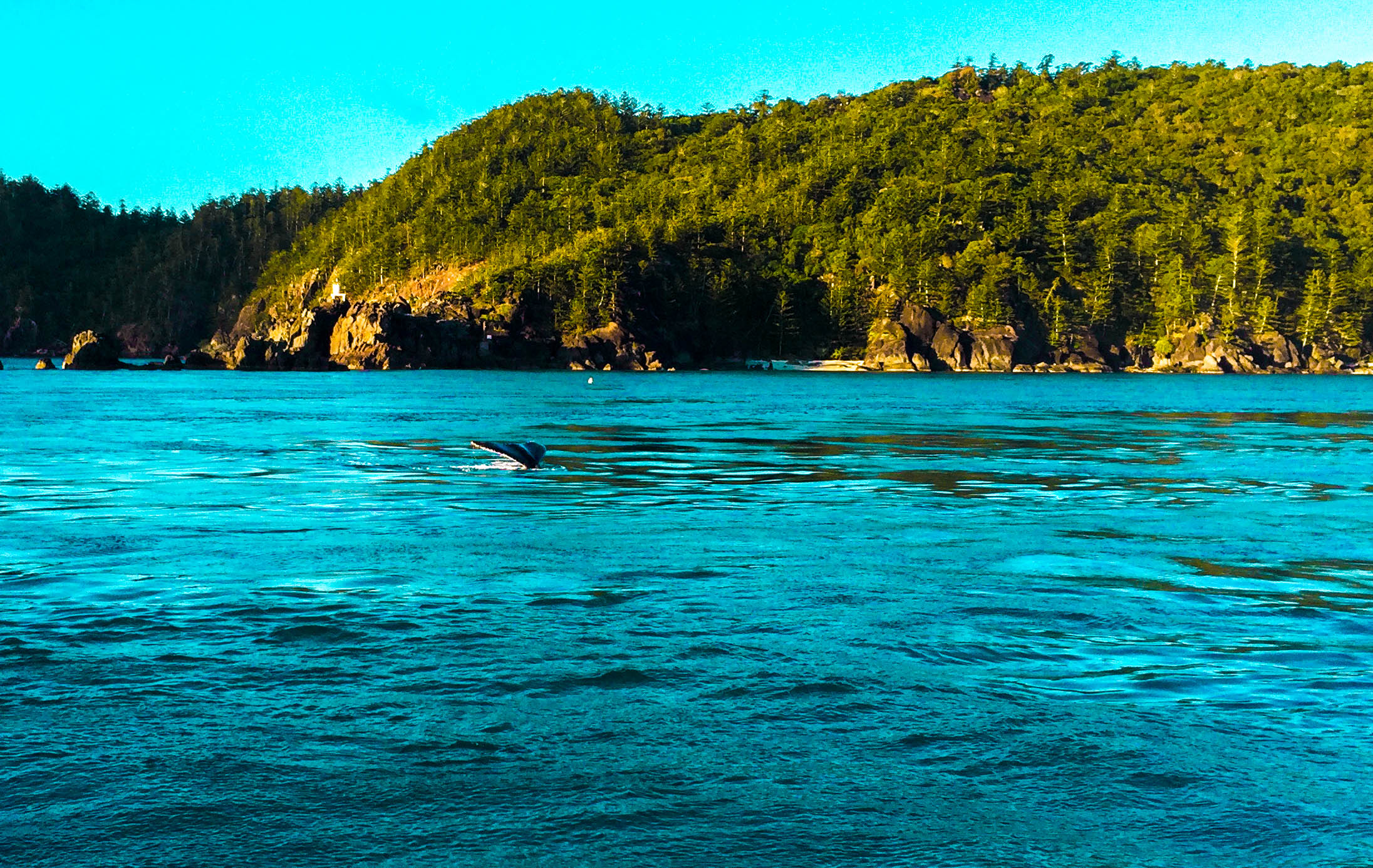 Whitsunday Islands (Whales)