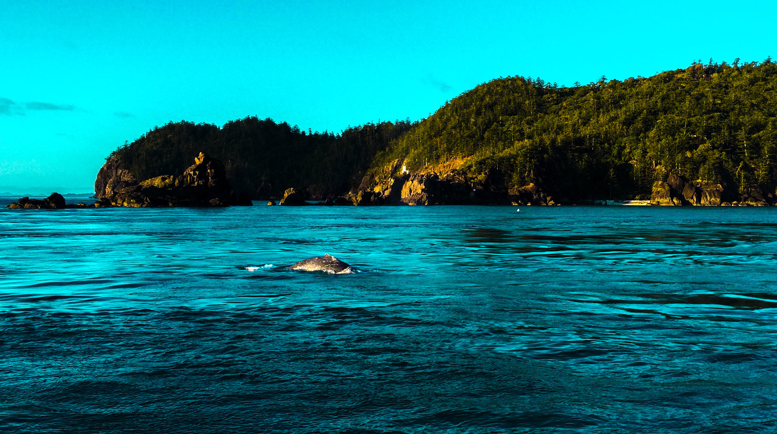 Whitsunday Islands (Whales)