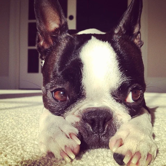 Lola